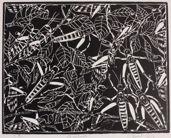 16 criquets, linogravure  (31 x 24 cm) 2014 encadré( 45 x 49 cm)