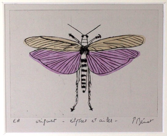 criquet élytres et ailes, linogravure  (15 x 12 cm) 2014 encadré( 18 x 15 cm) (2)